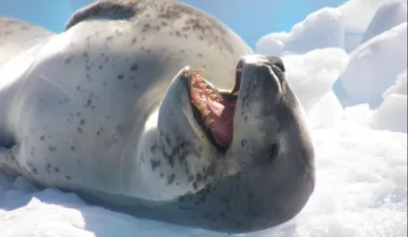 Leopard seal, showin' some teeth!