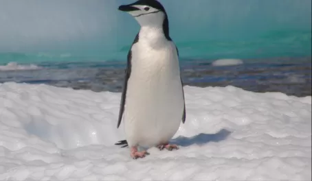 Chinstrap penguin in Antarctica (penguins + ice = adoorable)
