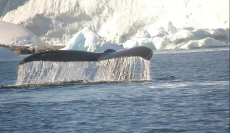 A whale lifts its fluke in Antarctica