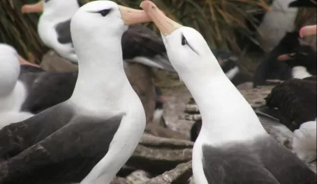 Black-browed albatross pair, Falkland Islands