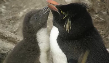 A Rockhopper mother's love, Falkland Islands