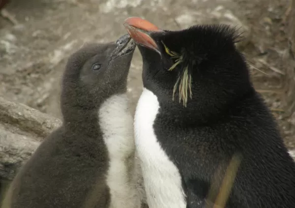 A Rockhopper mother's love, Falkland Islands
