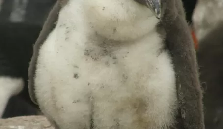Rockhooper chick, Falkland Islands