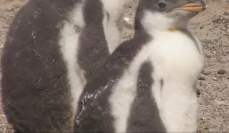 Gentoo chicks, Falkland Islands