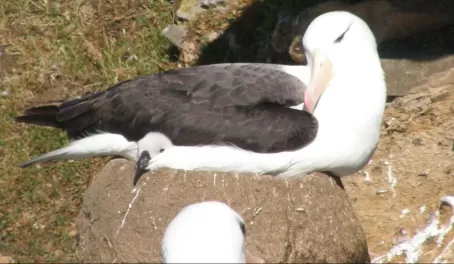 Black-browed albatross on chick, literally