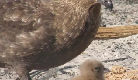 Skua and fluffball chick: even predators start out adorable