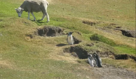 Magellanic penguin burrows on grassy hillside with sheep