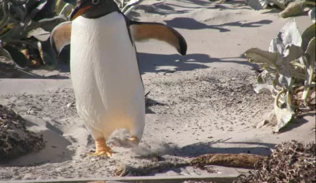 Gentoo penguin, a pretty pretty boy, Falkland Islands