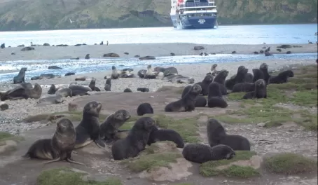 These fur seals think they're fierce. We let them believe it