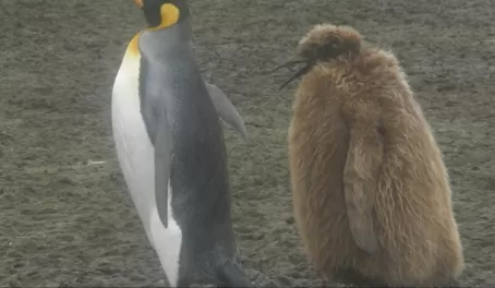 King penguin adult and juvenile, South Georgia Island