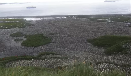 Salisbury Plain,  S. Georgia Island - those are all penguins