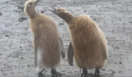 Juvenile king penguins in brown fur coats, South Georgia Is