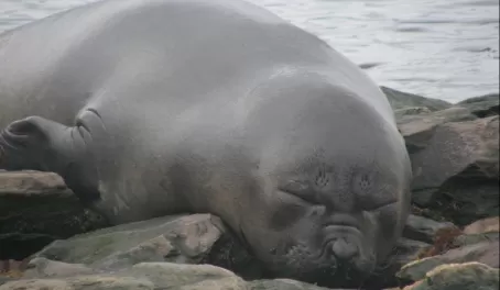 Elephant seal pretending to sleep, Grytviken, S. Georgia Is.