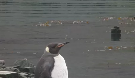 King penguin, Grytviken, South Georgia Island