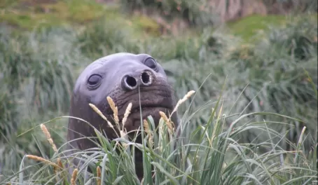 Elephant seals have a hard time finding hiding spots