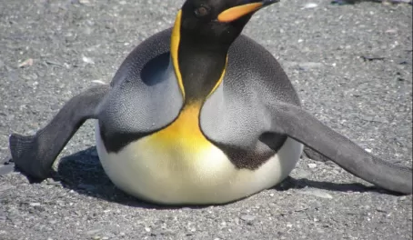 King penguin, Gold Harbour, S. Georgia Island