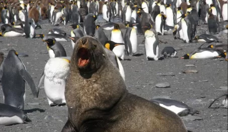 Fur seal + king penguins, Gold Harbour, S. Georgia Island