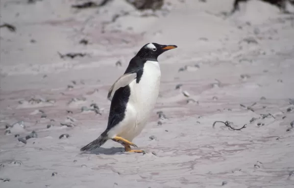 Watch gentoo penguins waddle across the beach on your Falkland Islands tour