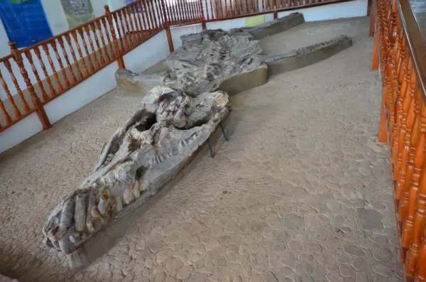 Paleontological museum