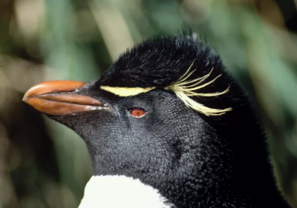 Rockhopper penguins are just one species of bird life you will see during your Falkland Islands tour