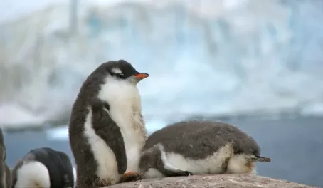 Penguin chicks