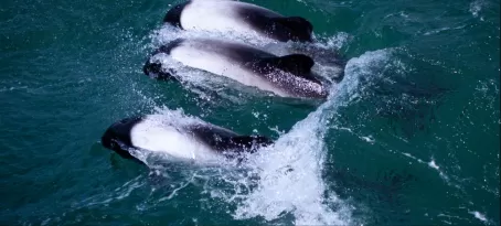 Commerson Dolphins