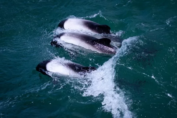 Commerson Dolphins