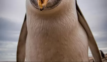Friendly Gentoo Penguin
