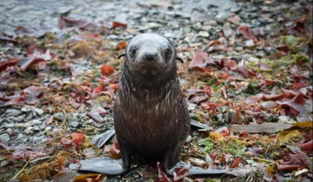 Young Fur Seal
