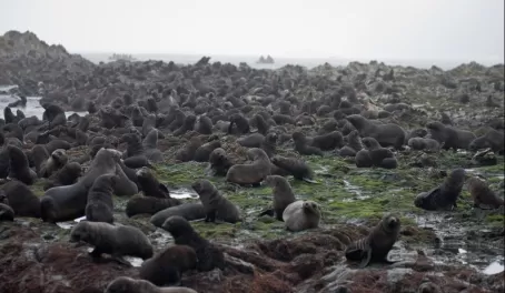 Field of fur seals, Right Whale Bay