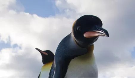 King Penguins challenge the camera