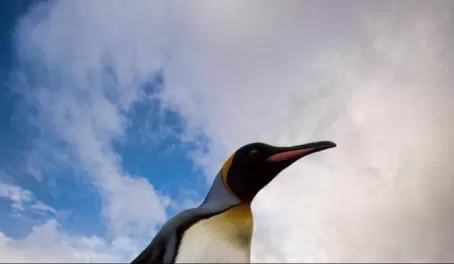 The King Penguin strut