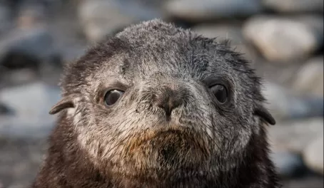 A particularly adorable fur seal pup