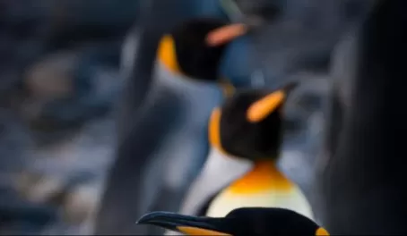 King Penguins single file