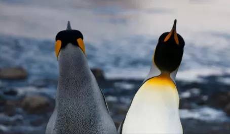 King Penguin couple positioning