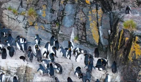 Maccaroni Penguins