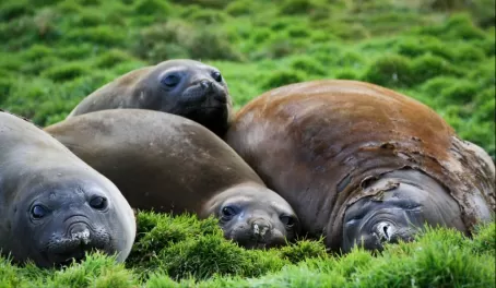 Elephant Seals in Grytviken
