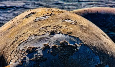 Elephant Seal molting