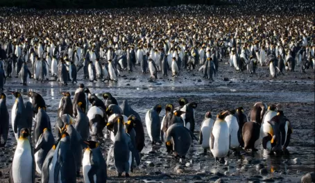 King Penguins as far as the eye can see