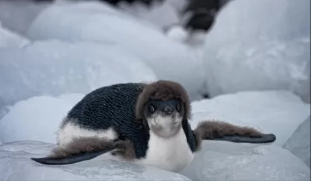 Young Adelie Penguin