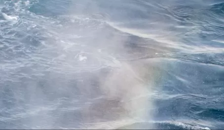 Humpback whale rainbow