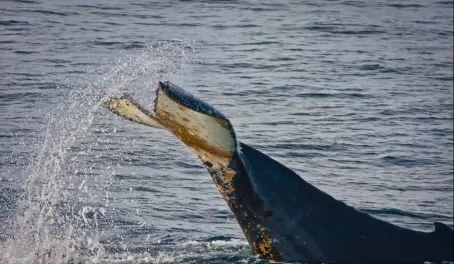 Humpback whale posturing