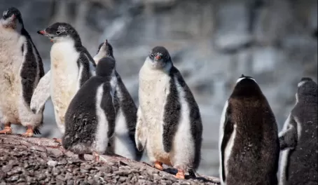 Gentoo Penguins, Port Lockroy