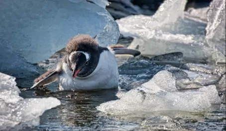 Gentoo Penguin playing in the sun