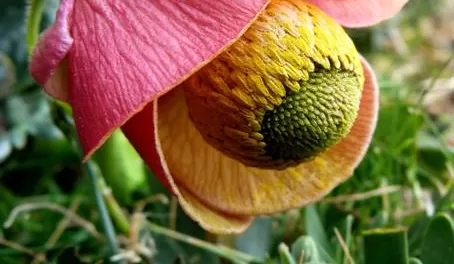 A very unique flower