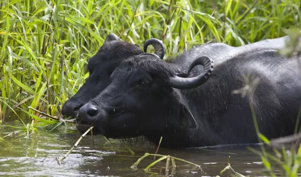 Water buffalo graze the banks of the Amazon