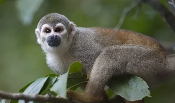Wildlife encounters in the Amazon