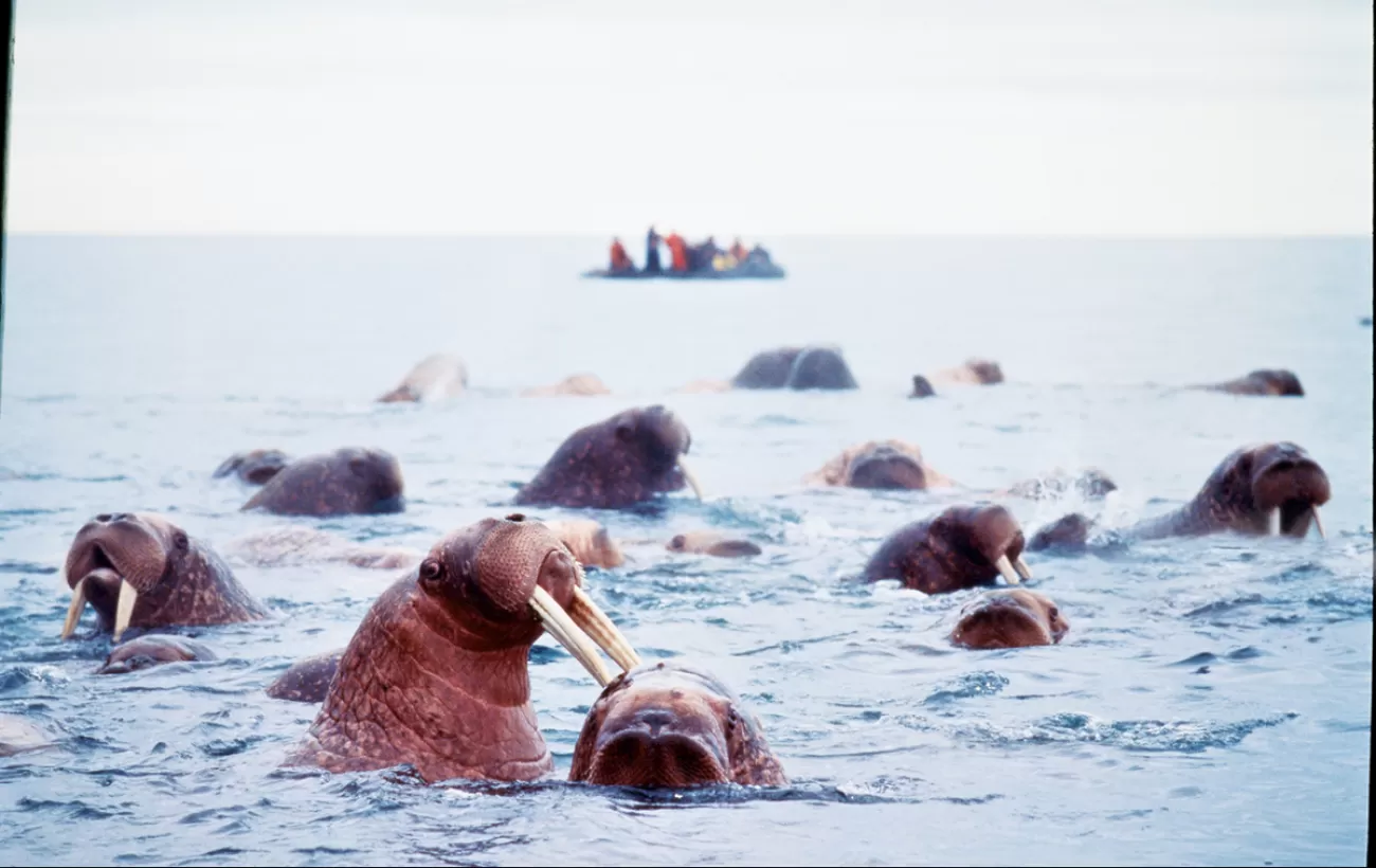 Walruses relaxing in the water