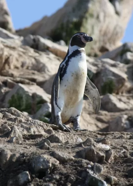 Humboldt penguin on Lslas Ballestras