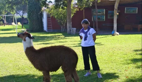Carol eyeing a Peruvian llama